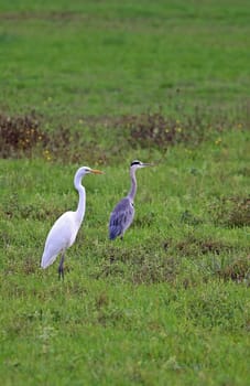 Great egret Casmerodius albus next to grey heron Ardea cinerea