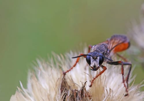 Macro locust sand wasp Sphex funerarius