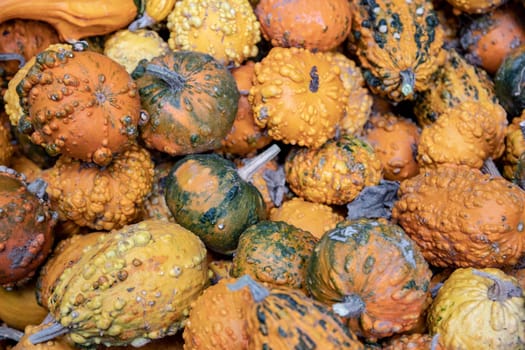 Pumpkin on market. A large collection of colorful pumpkins or gourds on market on a sunny autumn day. Beautiful background for natural health and nutrition concept.