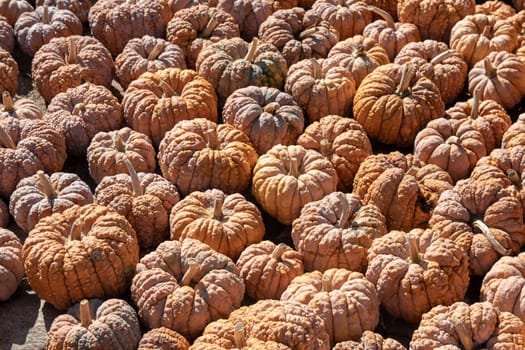 Pumpkin on market. A large collection of colorful pumpkins or gourds on market on a sunny autumn day. Beautiful background for natural health and nutrition concept.