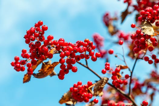 Red berries of hawthorn on branches with dry leaves against a blue sky
