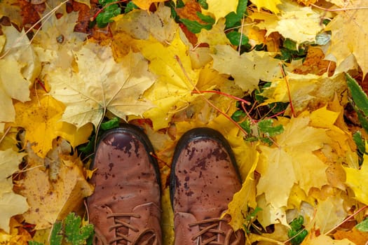 Brown boots standing on a lawn covered with yellow maple leavesBrown boots standing on a lawn covered with yellow maple wet leaves in autumn