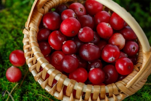Cranberry berries in a small basket on a background of natural moss