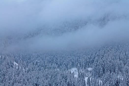 Fog, trees and snow in a cold panorama