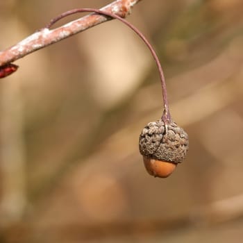 Acorn of a English oak (Quercus robur) on a branch in winter