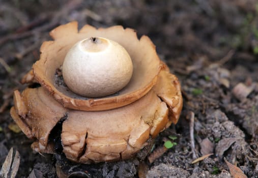 Macro Collared Erdstern Geastrum triplex