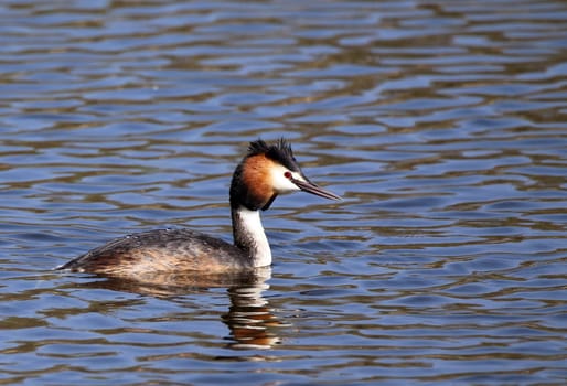 Telephoto of Great Crested Grebe Podiceps cristatus from the Wagbach lowlands
