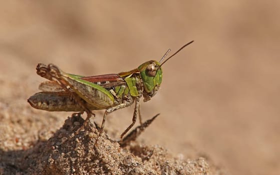 Macro Spotted Grasshopper Myrmeleotettix maculatus