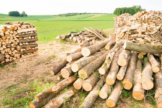 Timber logs on a lumberyard in a springtime field environment