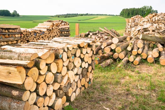 Timber logs on a lumberyard in a springtime field environment