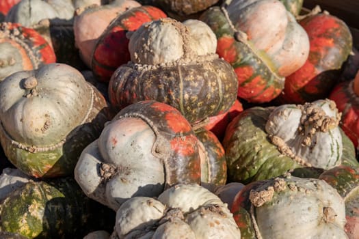 Pumpkin on market. A large collection of colorful pumpkins or gourds on market on a sunny autumn day. Beautiful background for natural health and nutrition concept.