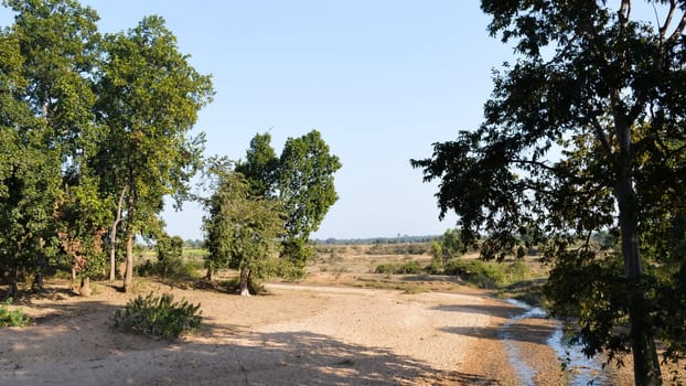 View of of tropical forest, Sal trees and grassland spread over the forest divisions of Umaria and Katni in Bandhavgarh National Park during a road trip.