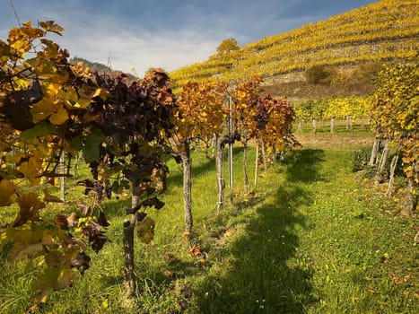 Vineyard autumn landscape, vine on mountains in autumn leaf colors