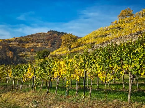 Vineyard autumn landscape, vine on mountains in autumn leaf colors