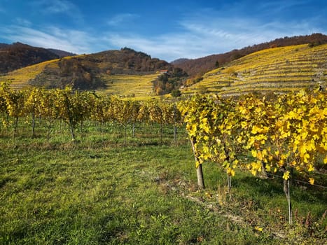 Vineyard autumn landscape, vine on mountains in autumn leaf colors