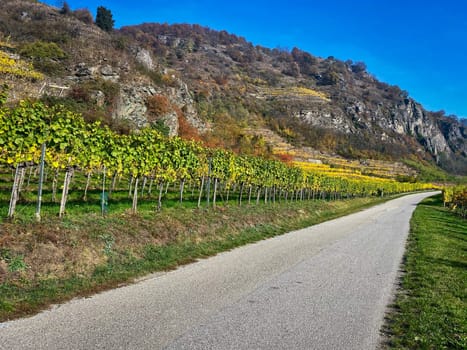Vineyard autumn landscape, vine on mountains in autumn leaf colors