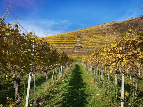 Vineyard autumn landscape, vine on mountains in autumn leaf colors