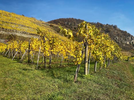 Vineyard autumn landscape, vine on mountains in autumn leaf colors
