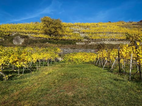 Vineyard autumn landscape, vine on mountains in autumn leaf colors