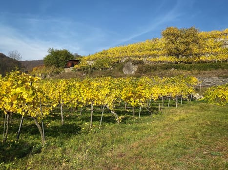 Vineyard autumn landscape, vine on mountains in autumn leaf colors