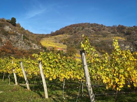 Vineyard autumn landscape, vine on mountains in autumn leaf colors