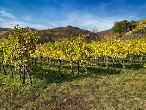 Vineyard autumn landscape, vine on mountains in autumn leaf colors