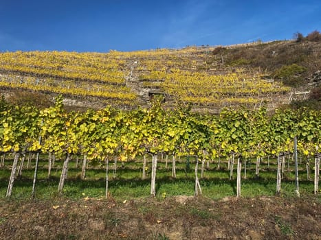 Vineyard autumn landscape, vine on mountains in autumn leaf colors