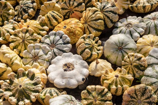 Pumpkin on market. A large collection of colorful Patisson pumpkins or gourds on market on a sunny autumn day. Beautiful background for natural health and nutrition concept.