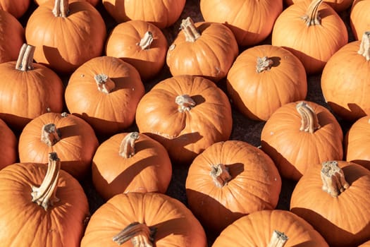 Pumpkin on market. A large collection of yellow pumkins or gourds on market on a sunny autumn day. Beautiful background for natural health and nutrition concept.