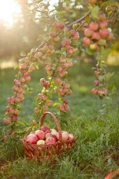Fresh and colorful apples in basket in a autumn garden in a sunny day