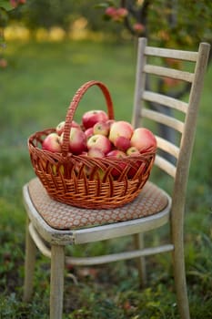 Fresh and colorful apples in basket in a autumn garden in a sunny day