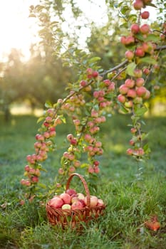 Fresh and colorful apples in basket in a autumn garden in a sunny day