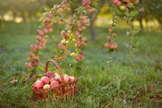 Fresh and colorful apples in basket in a autumn garden in a sunny day