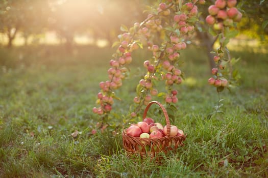 Fresh and colorful apples in basket in a autumn garden in a sunny day