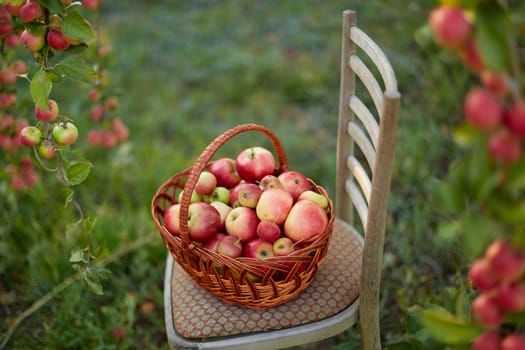 Fresh and colorful apples in basket in a autumn garden in a sunny day