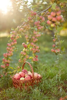 Fresh and colorful apples in basket in a autumn garden in a sunny day