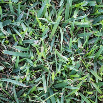 Grass, lawn, a texture of grass blades, grass and lawn texture