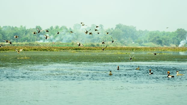 Species of aquatic migratory terrestrial birds of fresh water and habitat spotted in Okhla Bird Sanctuary. A place of birdwatcher delight, a spot for nature lovers for enormous range of wild creatures