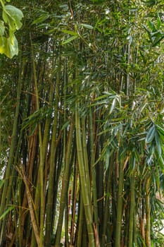 Thickets of green bamboo in the park close-up