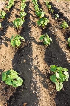 Fresh young string bean plants on a sunny vegetable garden patch