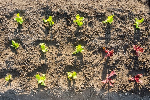 Fresh young green and red lettuce plants on a sunny vegetable garden patch
