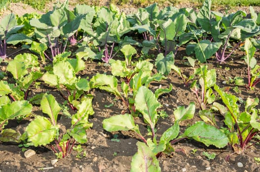 Young beetroot and red kohlrabi plants in a sunny vegetable garden bed.