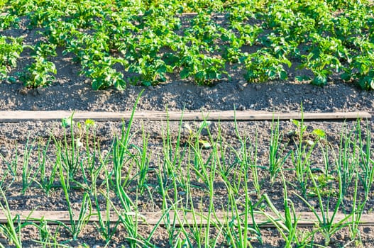 Fresh young scallions and potato plants on a sunny vegetable garden patch