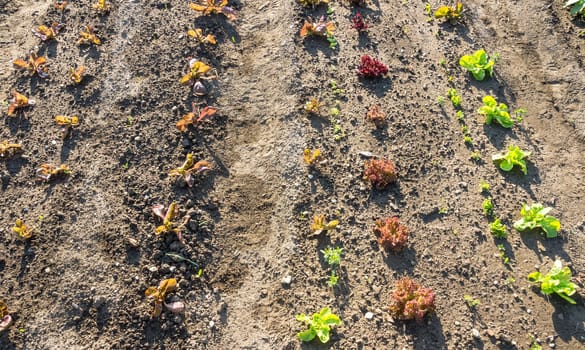 Fresh young green and red lettuce plants on a sunny vegetable garden patch