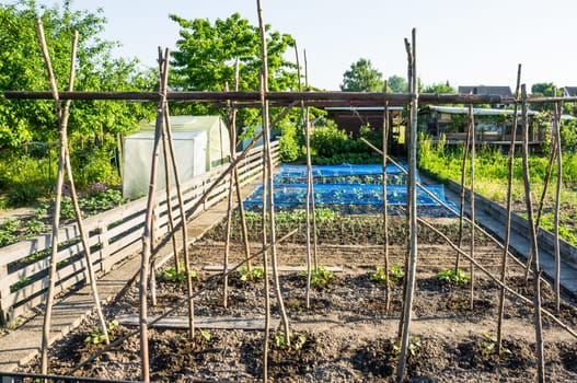 Fresh young string bean plants with poles on a sunny vegetable garden patch with other vegetables in the background