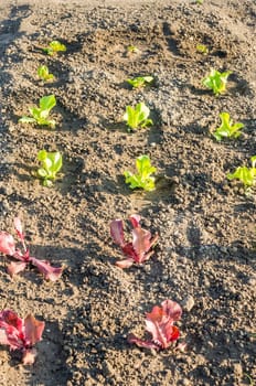 Fresh young green and red lettuce plants on a sunny vegetable garden patch