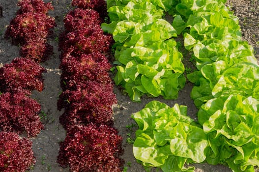 Fresh young green and red lettuce plants on a sunny vegetable garden patch