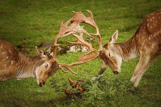 Deer Fight on the Pasture in Germany