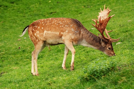 Deer Grazing on the Slope of a Hill