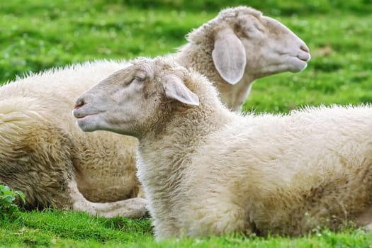 White Sheeps Resting on the Slope of a Hill